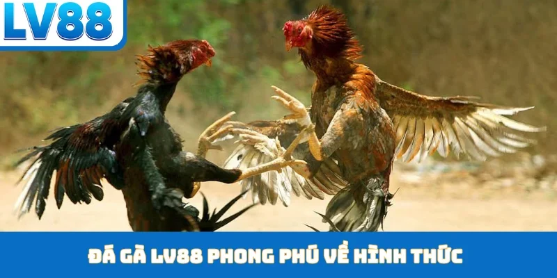 Đá Gà LV88 - Nền Tảng Giải Trí Cùng Trận Đấu Gay Cấn - kixon.pro