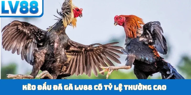 Đá Gà LV88 - Nền Tảng Giải Trí Cùng Trận Đấu Gay Cấn - kixon.pro